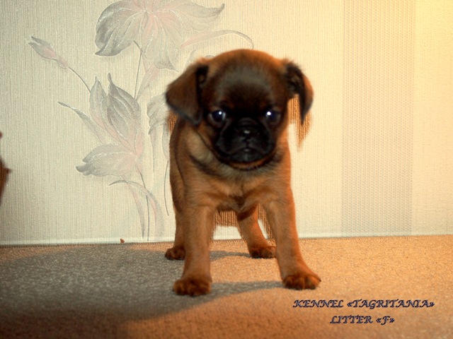 photo mylovelydogs