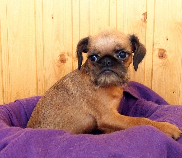 photo mylovelydogs
