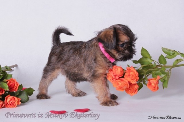 photo mylovelydogs