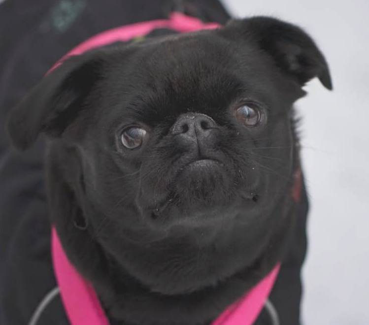 photo mylovelydogs