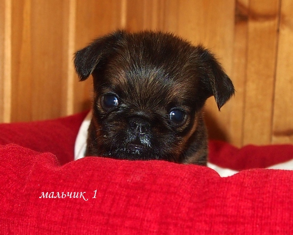 photo mylovelydogs