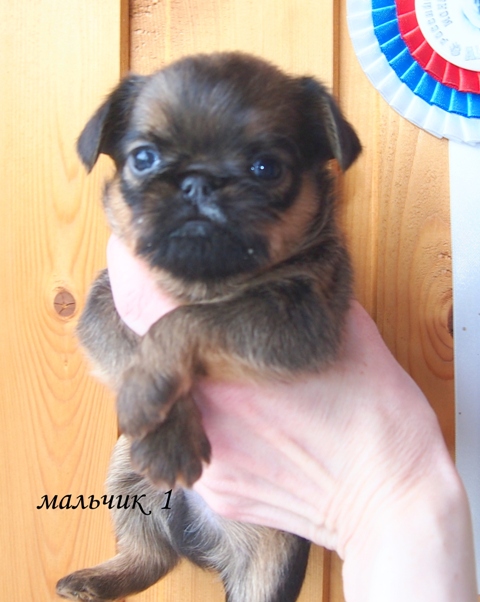 photo mylovelydogs