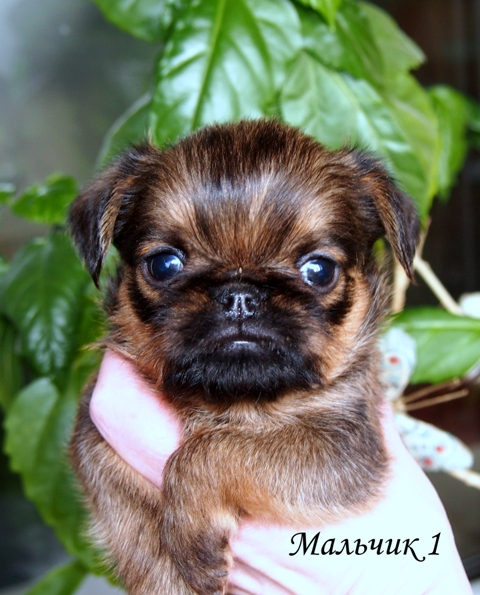 photo mylovelydogs