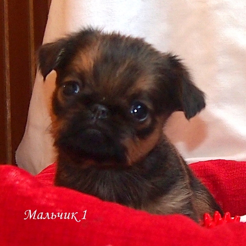 photo mylovelydogs