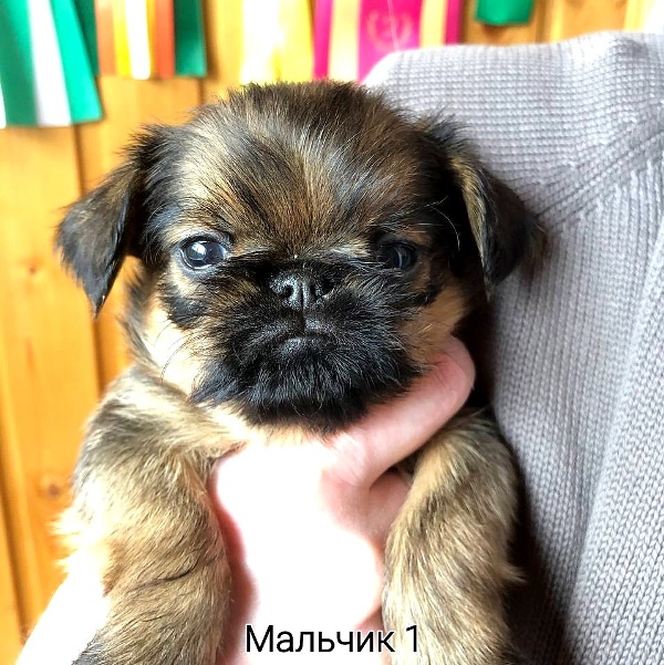 photo mylovelydogs