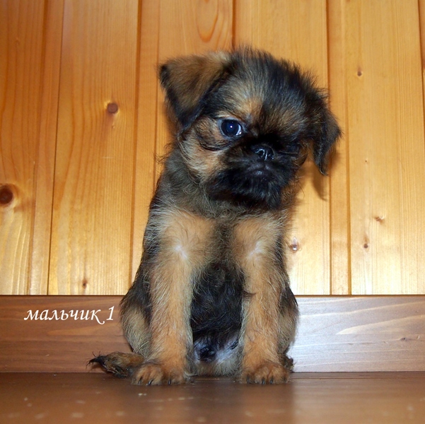 photo mylovelydogs