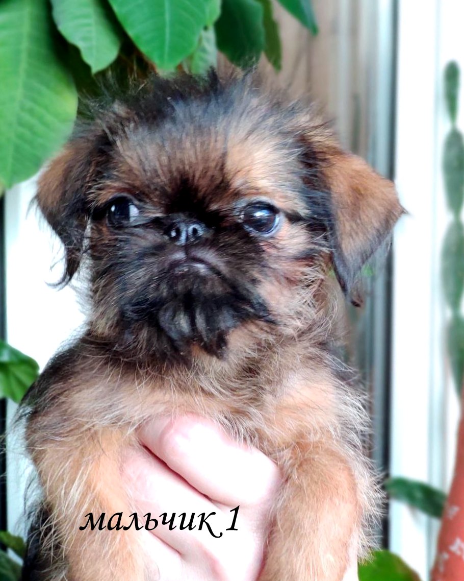 photo mylovelydogs