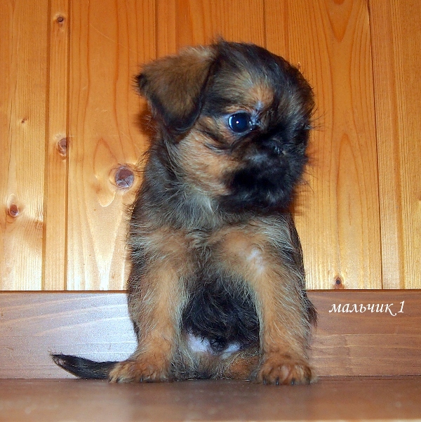 photo mylovelydogs
