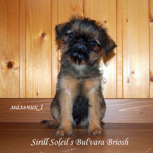 photo mylovelydogs