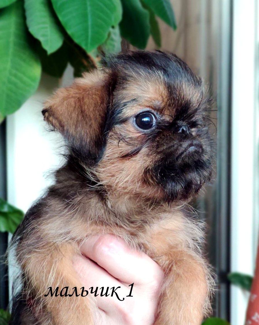 photo mylovelydogs