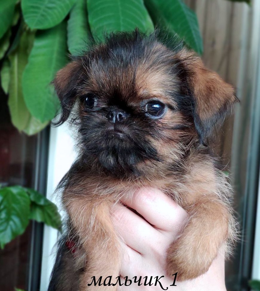 photo mylovelydogs