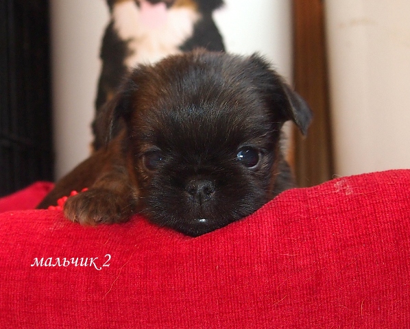 photo mylovelydogs