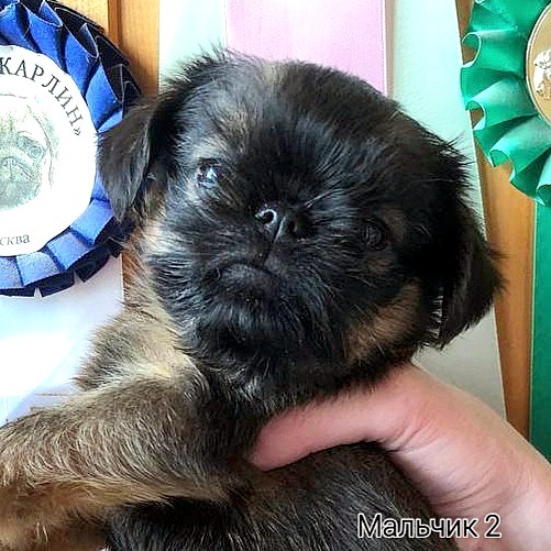 photo mylovelydogs