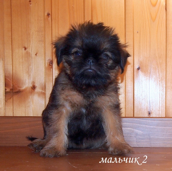 photo mylovelydogs