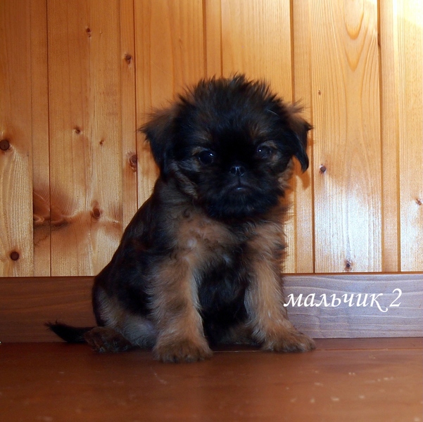 photo mylovelydogs