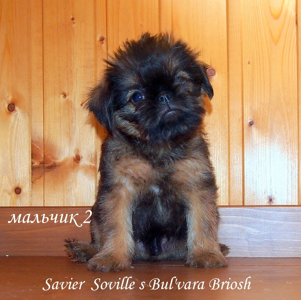 photo mylovelydogs