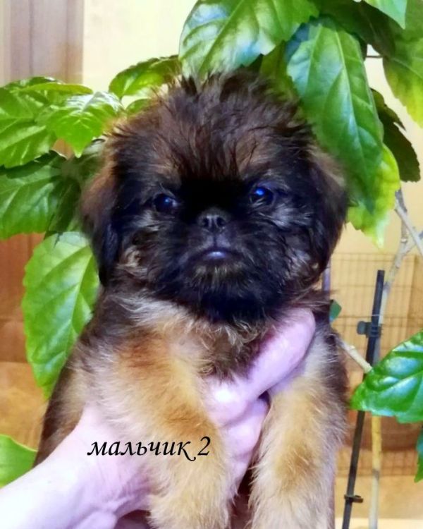 photo mylovelydogs