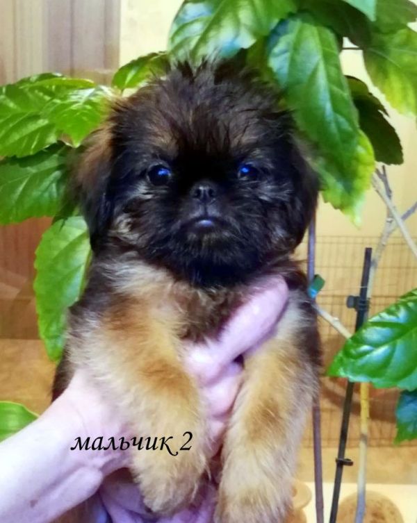 photo mylovelydogs