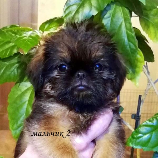 photo mylovelydogs