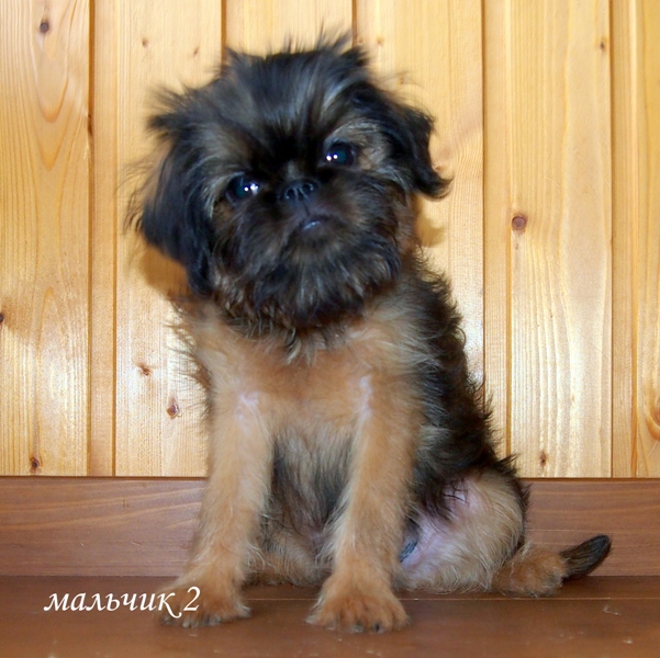 photo mylovelydogs