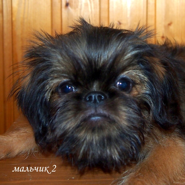 photo mylovelydogs