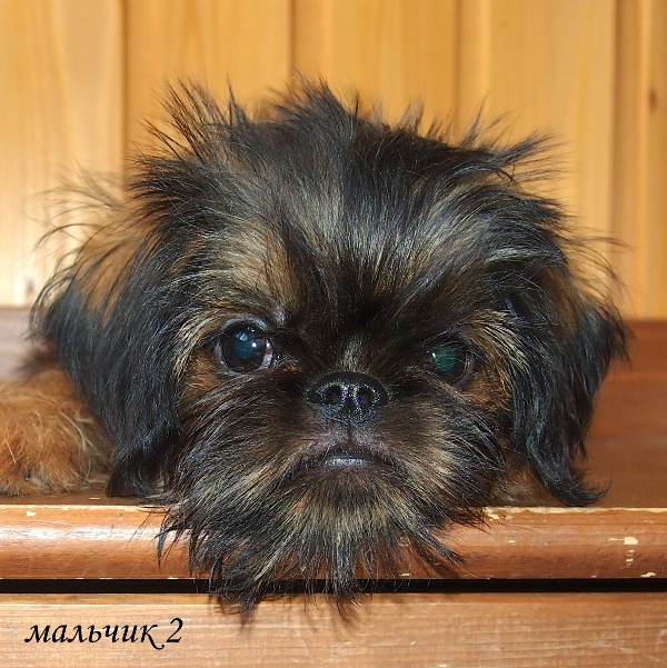 photo mylovelydogs