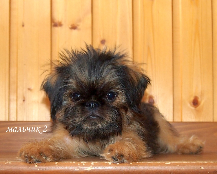 photo mylovelydogs
