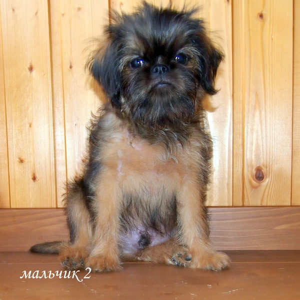 photo mylovelydogs