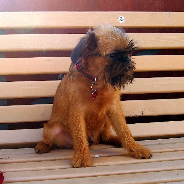 photo mylovelydogs
