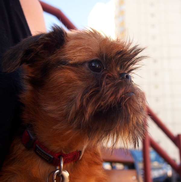 photo mylovelydogs
