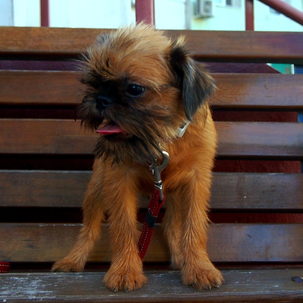 photo mylovelydogs