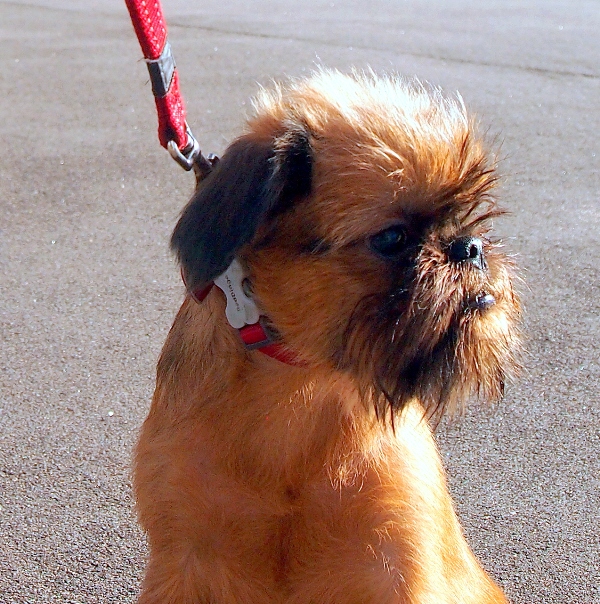 photo mylovelydogs