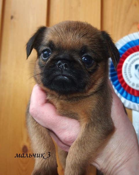 photo mylovelydogs