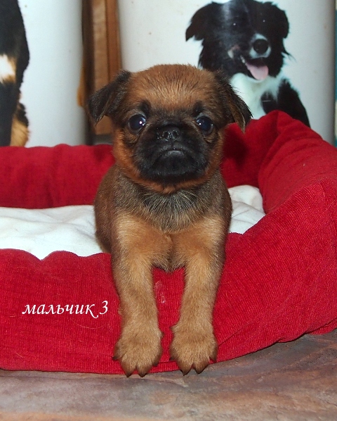 photo mylovelydogs