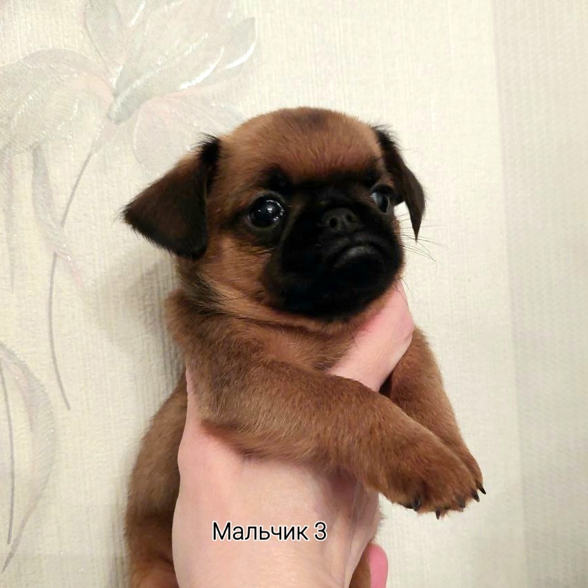 photo mylovelydogs