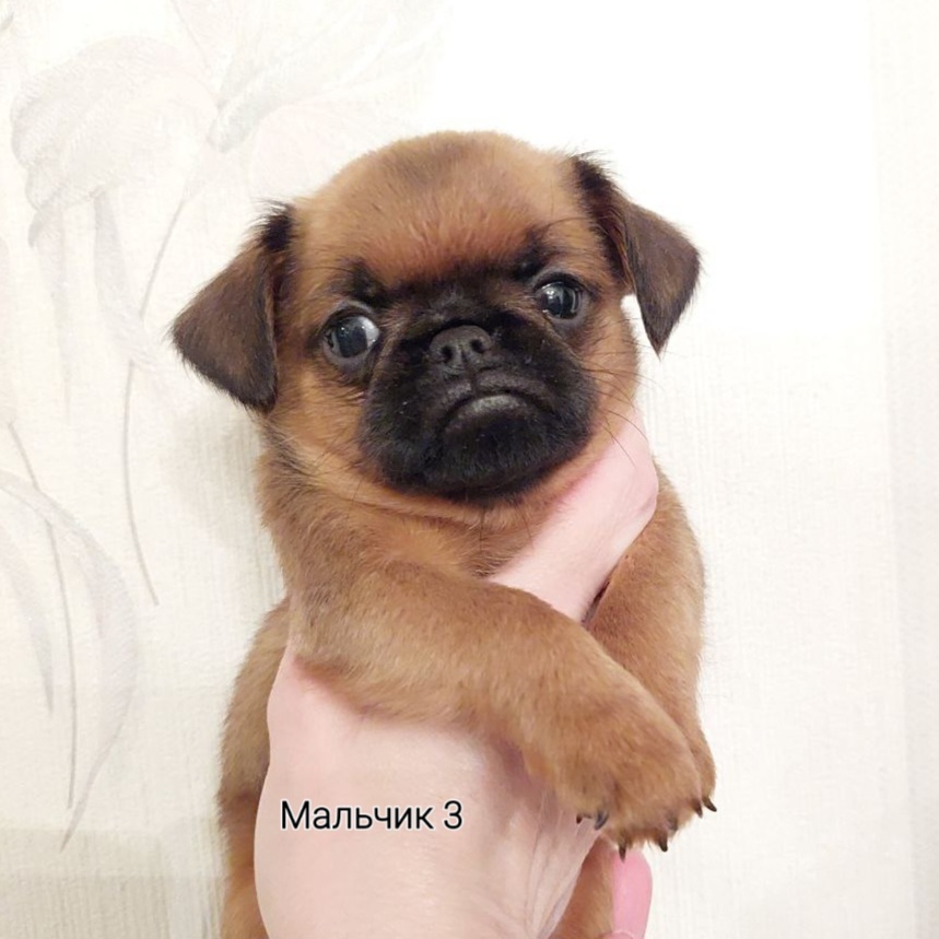 photo mylovelydogs