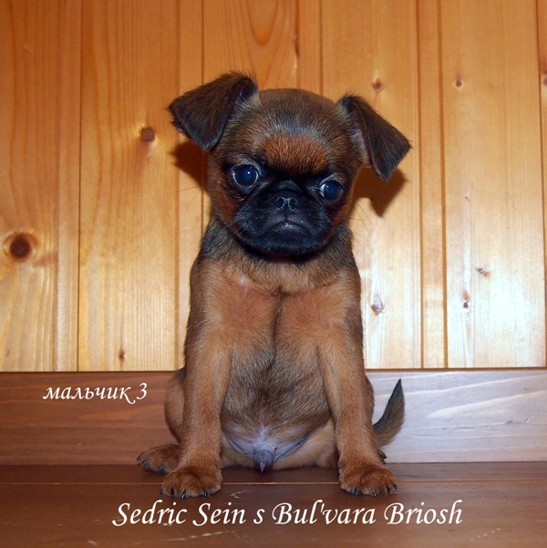 photo mylovelydogs