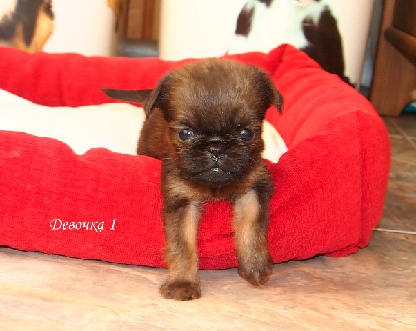 photo mylovelydogs