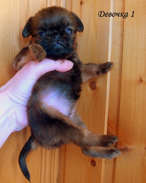 photo mylovelydogs