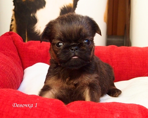 photo mylovelydogs