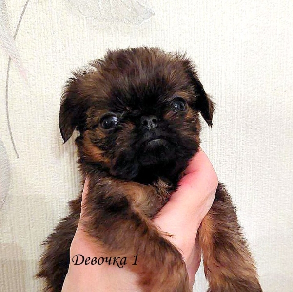 photo mylovelydogs