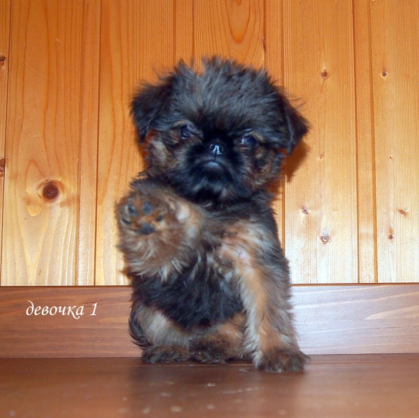 photo mylovelydogs