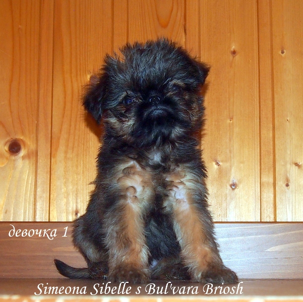 photo mylovelydogs