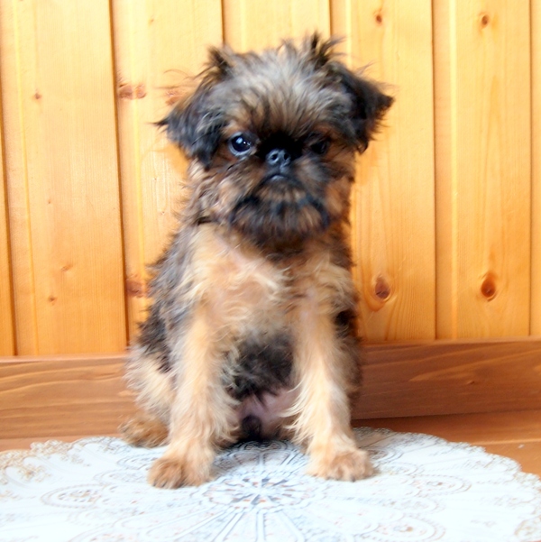 photo mylovelydogs
