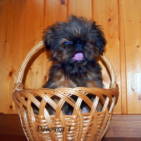 photo mylovelydogs