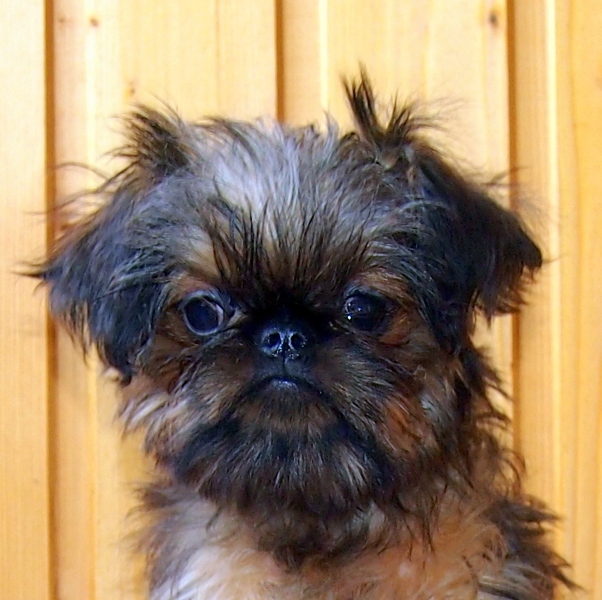 photo mylovelydogs