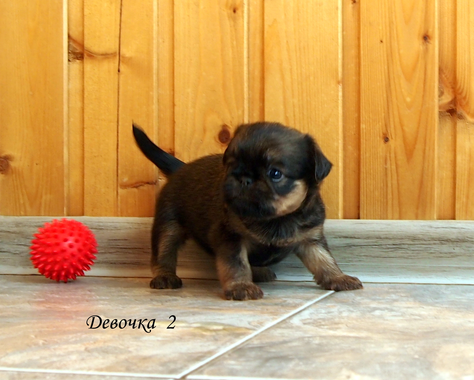 photo mylovelydogs