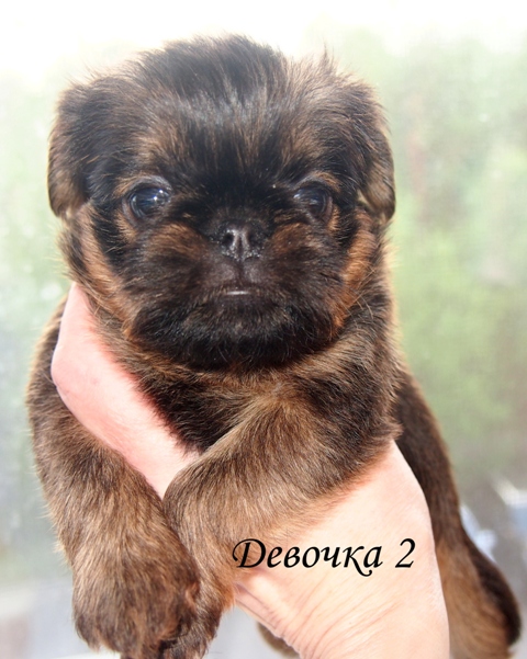 photo mylovelydogs