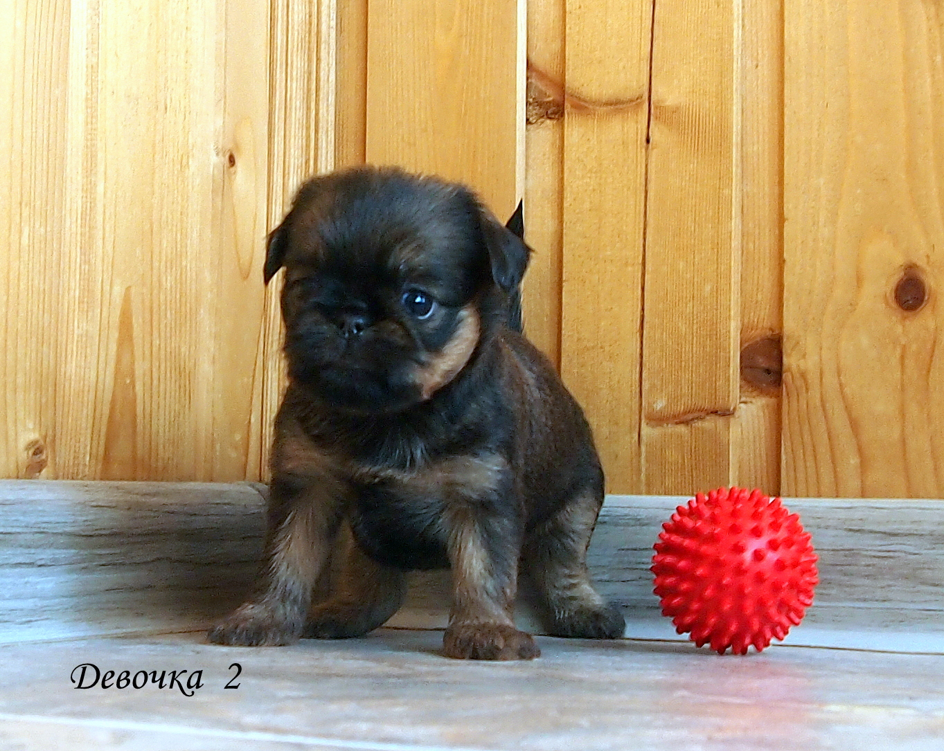 photo mylovelydogs