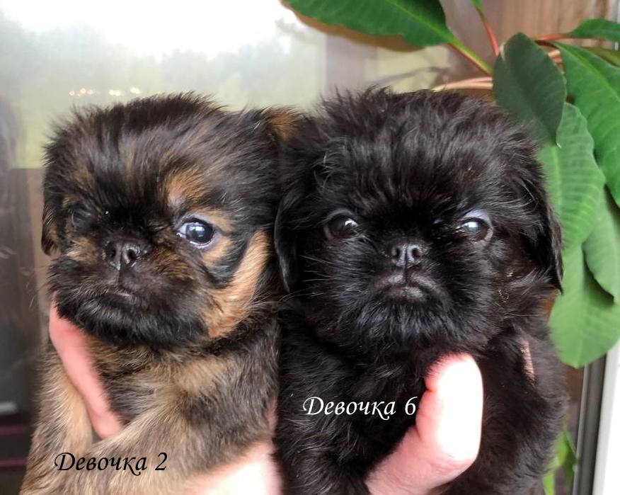 photo mylovelydogs